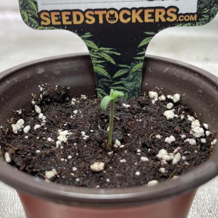 Seedstockers - 2026 Chikita Manzana