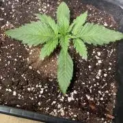 Autoflower World Cup 2026