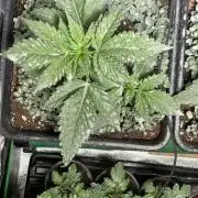 Autoflower World Cup 2026