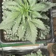 Autoflower World Cup 2026