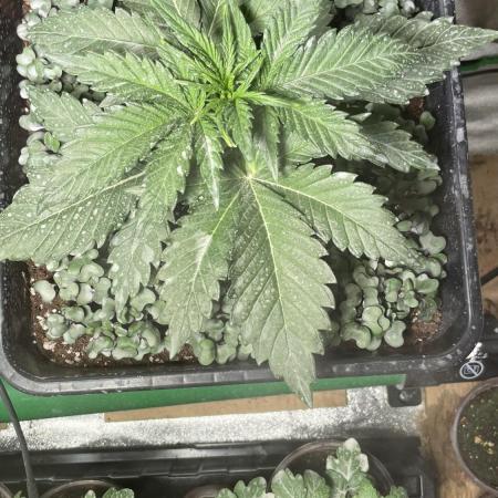 Autoflower World Cup 2026