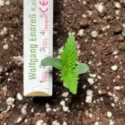 Autoflower World Cup 2026