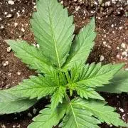 Autoflower World Cup 2026