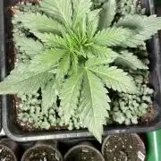 Autoflower World Cup 2026