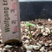 Autoflower World Cup - Red Stripe