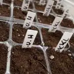 Seedstockers new Strain Grow für 2026