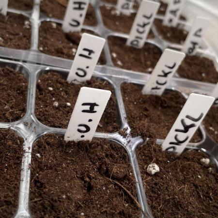 Seedstockers new Strain Grow für 2026
