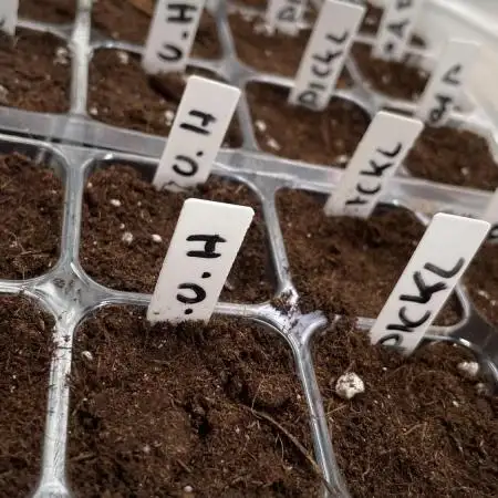 Seedstockers new Strain Grow für 2026