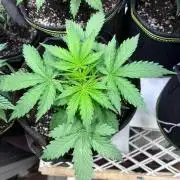 Granddaddy Purple Auto - Holi Moli Seeds