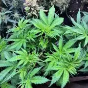 White Widow - Holi Moli Seeds