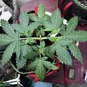 Blueberry Auto - Holi Moli Seeds