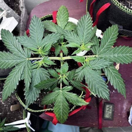 Blueberry Auto - Holi Moli Seeds