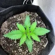 White Widow - Holi Moli Seeds