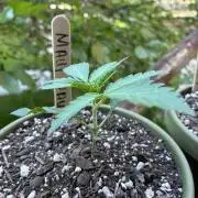 Maui Waui - Holi Moli Seeds
