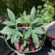 Blue Dream Auto - Holi Moli Seeds
