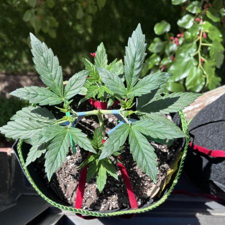 Blue Dream Auto - Holi Moli Seeds