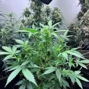 Granddaddy Purple Auto - Holi Moli Seeds