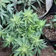 Blue Dream Auto - Holi Moli Seeds