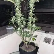 White Widow - Holi Moli Seeds