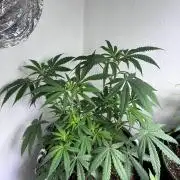 Maui Waui - Holi Moli Seeds