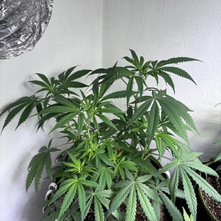 Maui Waui - Holi Moli Seeds