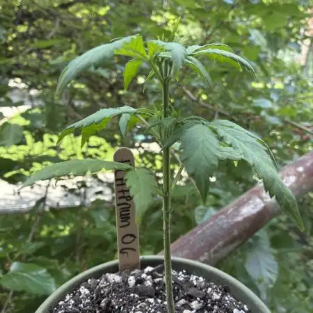 Platinum OG - Holi Moli Seeds