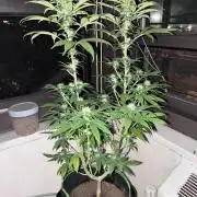 White Widow - Holi Moli Seeds