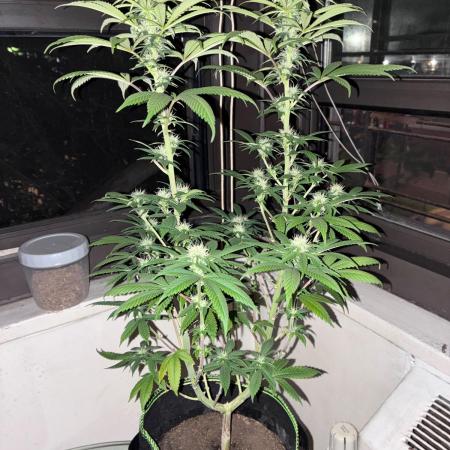 White Widow - Holi Moli Seeds