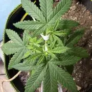 Maui Waui - Holi Moli Seeds