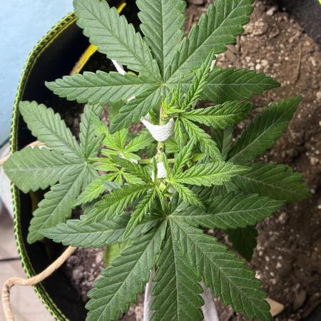 Maui Waui - Holi Moli Seeds