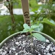 Blueberry Auto - Holi Moli Seeds