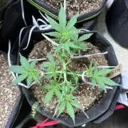 Blue Dream Auto