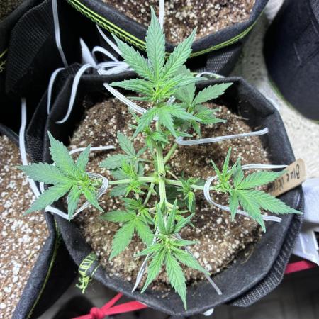 Blue Dream Auto