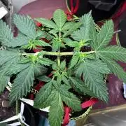 Blueberry Auto - Holi Moli Seeds