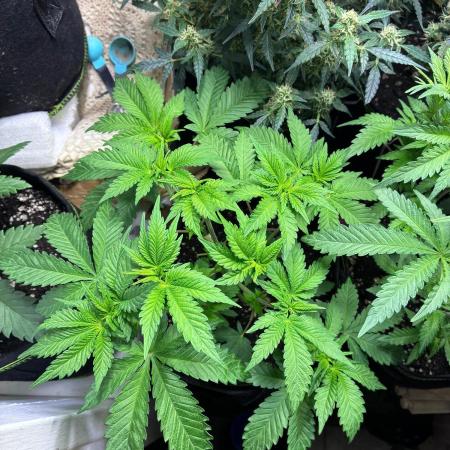 White Widow - Holi Moli Seeds