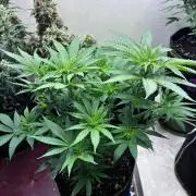 Maui Waui - Holi Moli Seeds