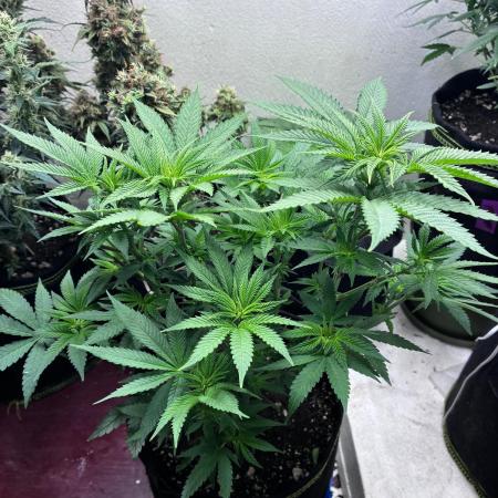 Maui Waui - Holi Moli Seeds