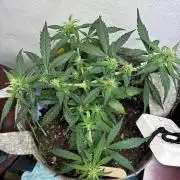 Platinum OG - Holi Moli Seeds