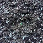 Maui Waui - Holi Moli Seeds