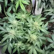 Blueberry Auto - Holi Moli Seeds