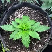 White Widow - Holi Moli Seeds