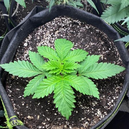White Widow - Holi Moli Seeds