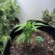 Granddaddy Purple Auto - Holi Moli Seeds
