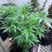 White Widow - Holi Moli Seeds
