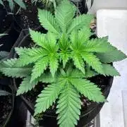 White Widow - Holi Moli Seeds