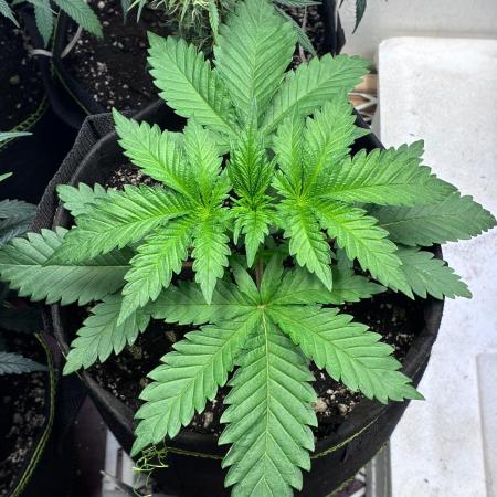 White Widow - Holi Moli Seeds