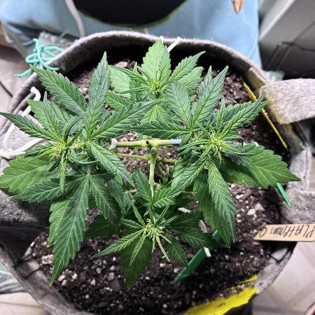 Platinum OG - Holi Moli Seeds