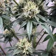 White Widow - Holi Moli Seeds