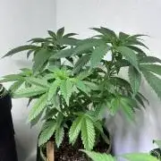 White Widow - Holi Moli Seeds