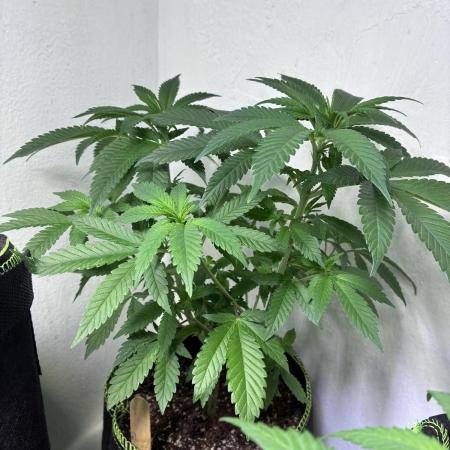 White Widow - Holi Moli Seeds